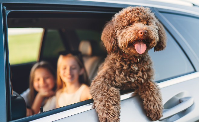 puppy in car window